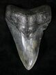 Lower Megalodon Tooth - South Carolina #20700-1